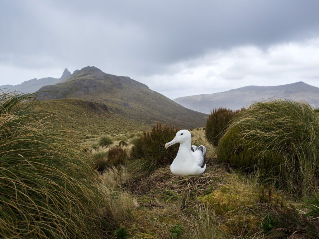 Southern Royal Albatross