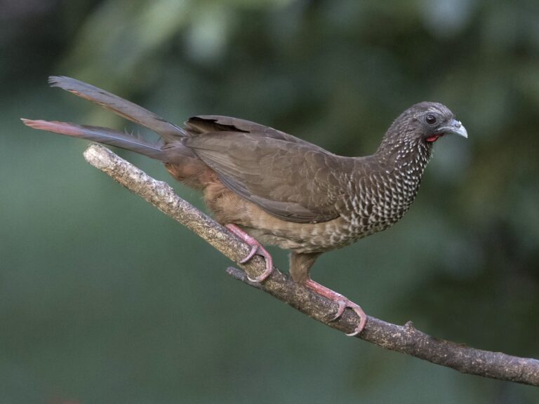 Speckled Chachalaca