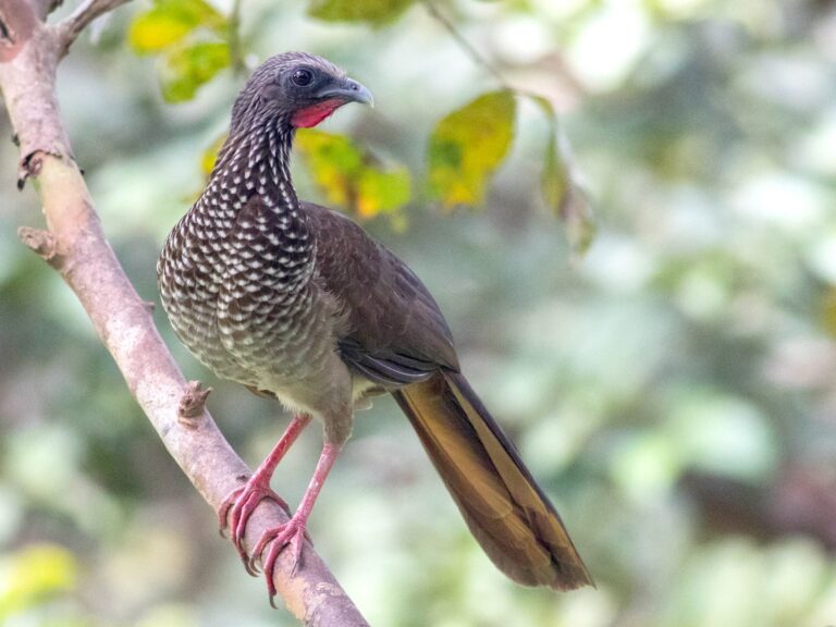 Speckled Chachalaca