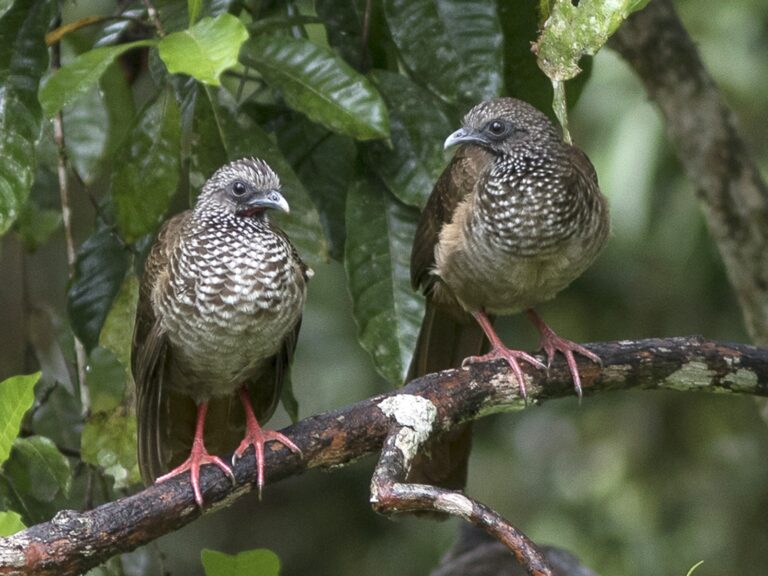 Speckled Chachalaca