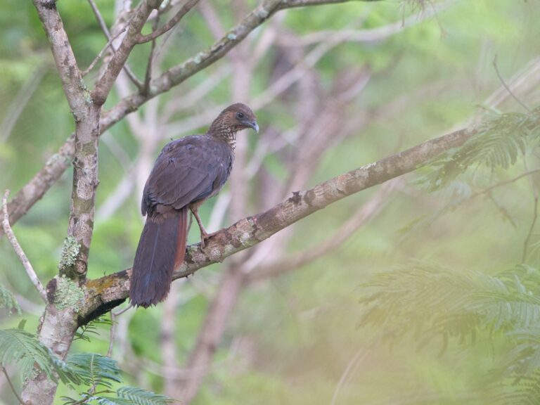 Speckled Chachalaca