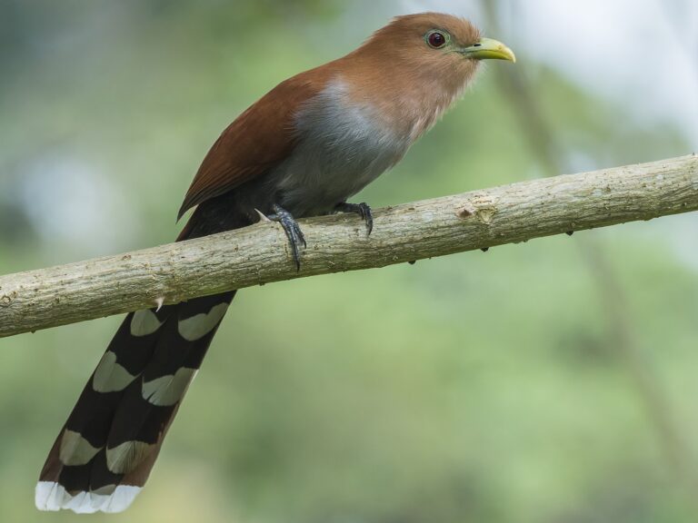 Squirrel Cuckoo