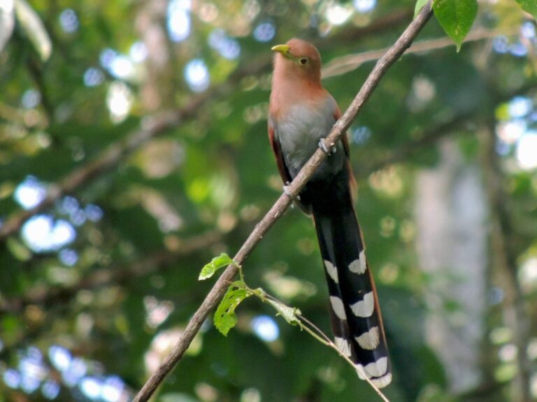 Squirrel Cuckoo