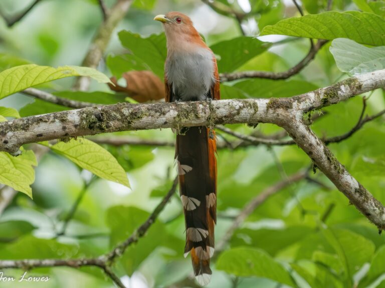 Squirrel Cuckoo