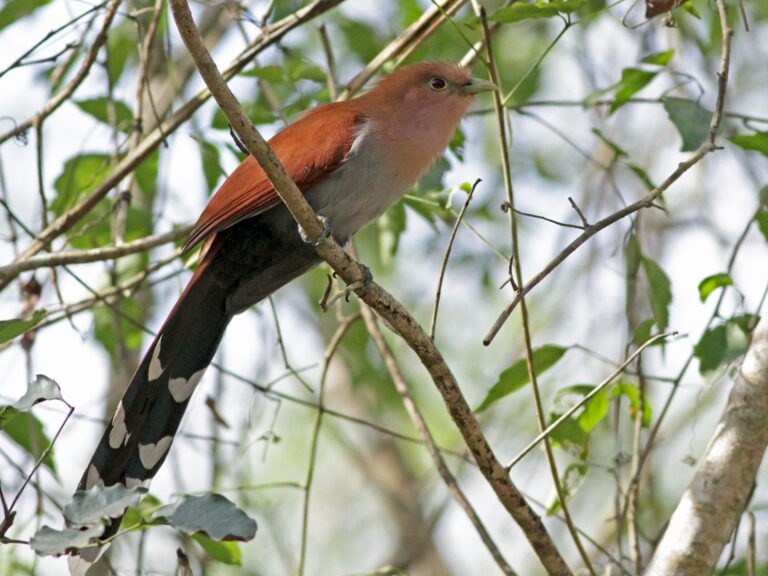 Squirrel Cuckoo