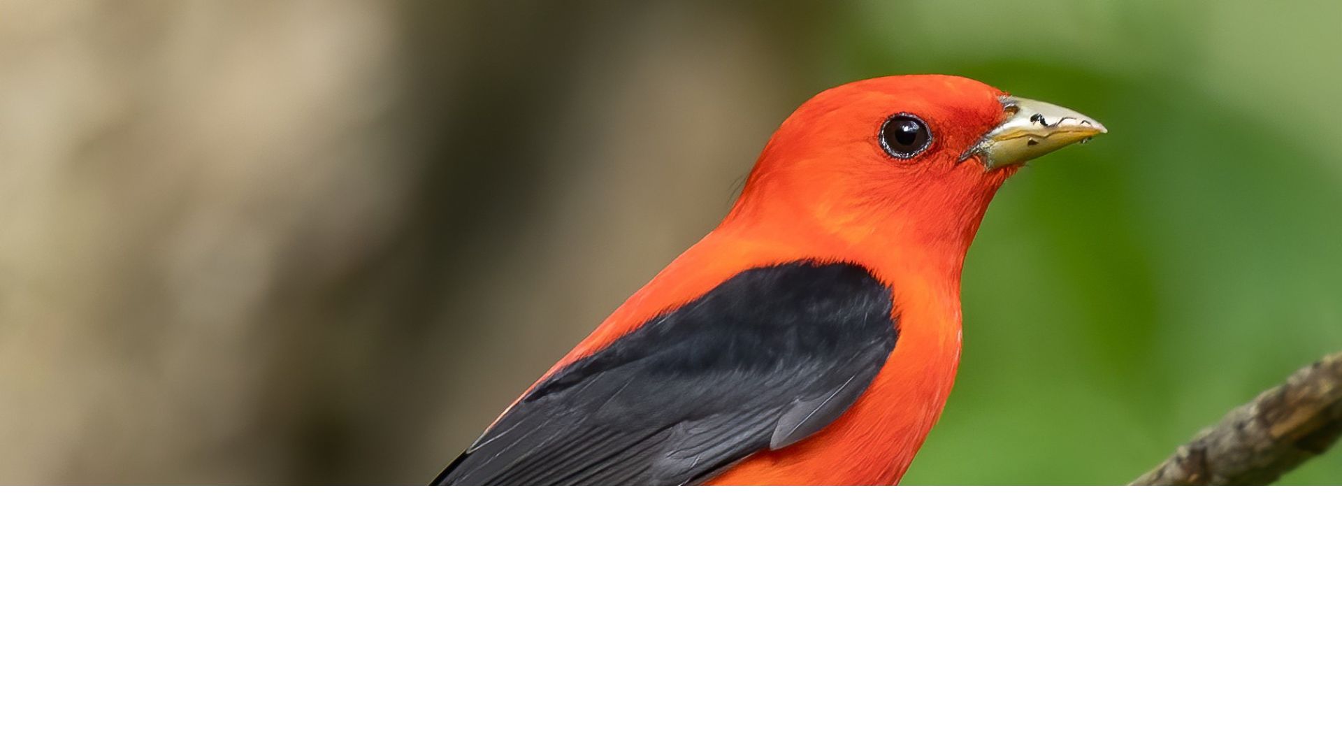 Scarlet Tanager