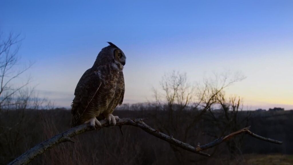 Great horned owls hunting
