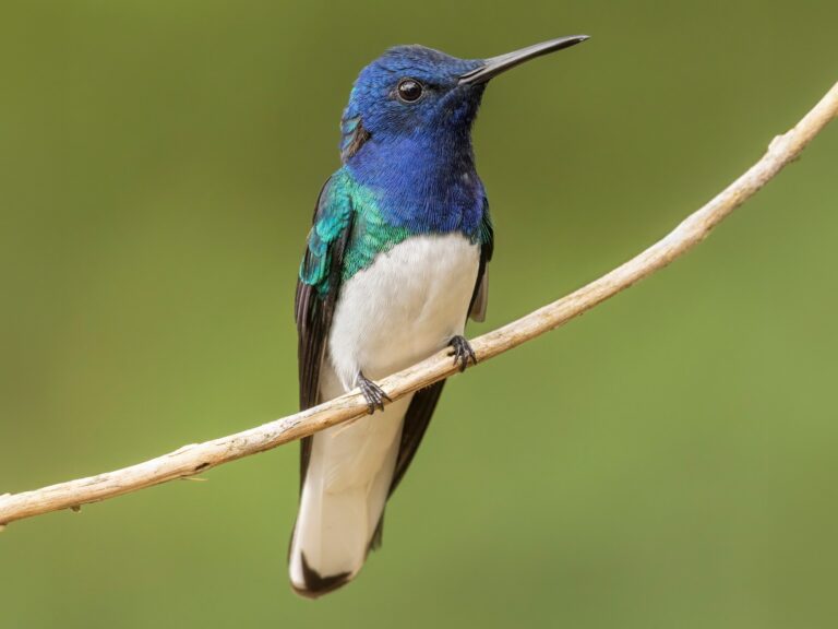 White-necked Jacobin