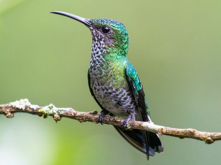 White-necked Jacobin