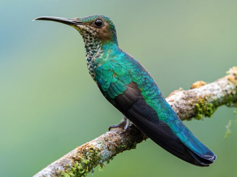 White-necked Jacobin