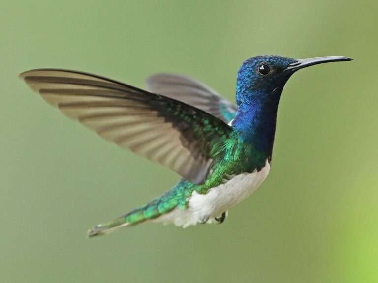 White-necked Jacobin