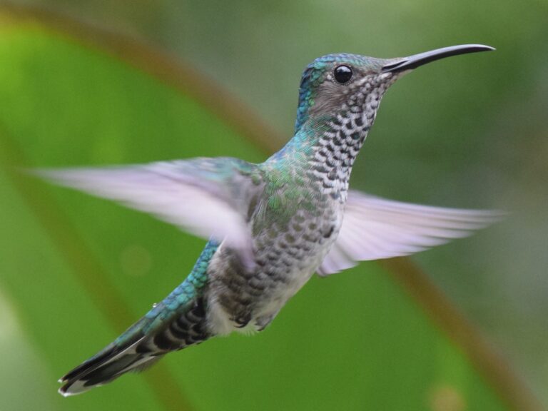 White-necked Jacobin