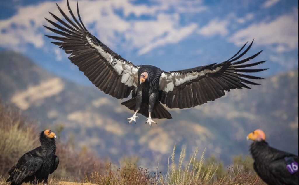 California Condor