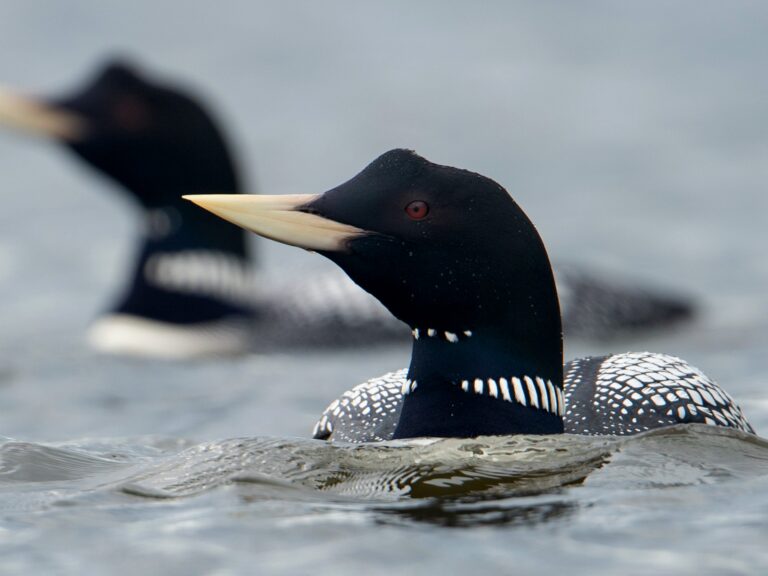Yellow-billed Loon
