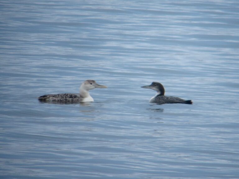 Yellow-billed Loon