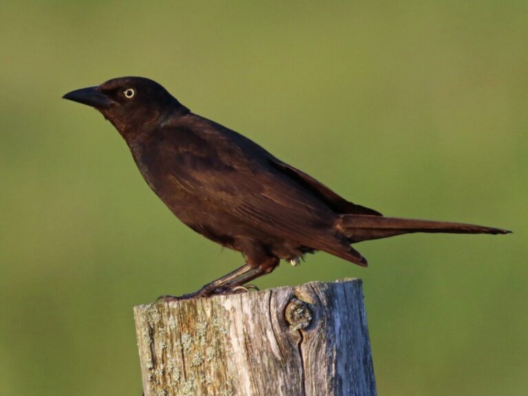 Grackle Bird