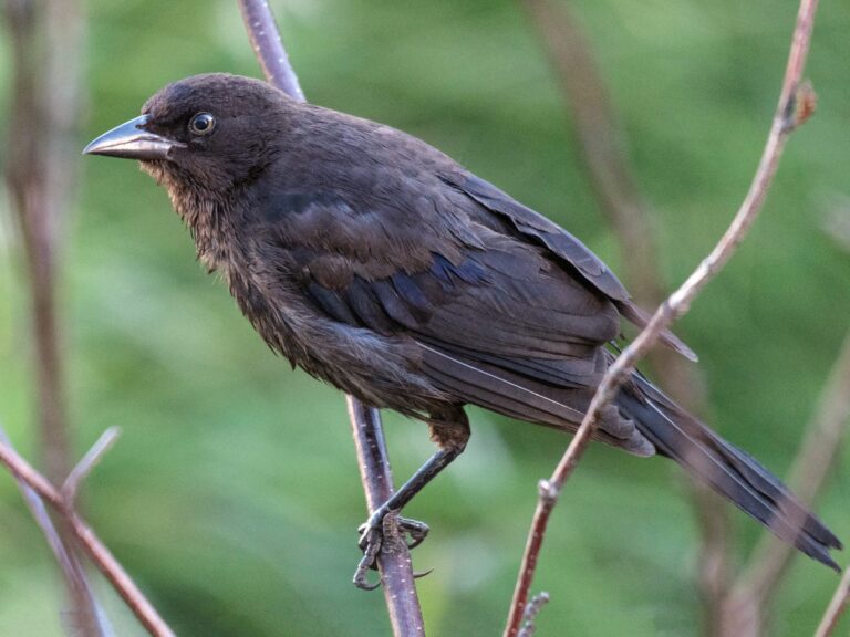 Grackle Bird