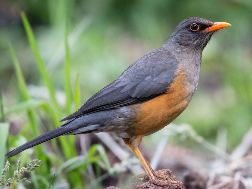 Abyssinian Thrush