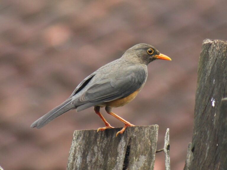 Abyssinian Thrush