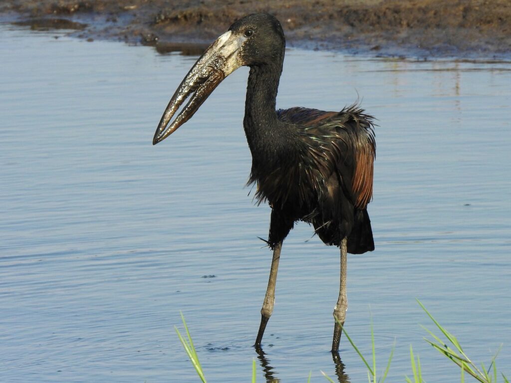 African Openbill