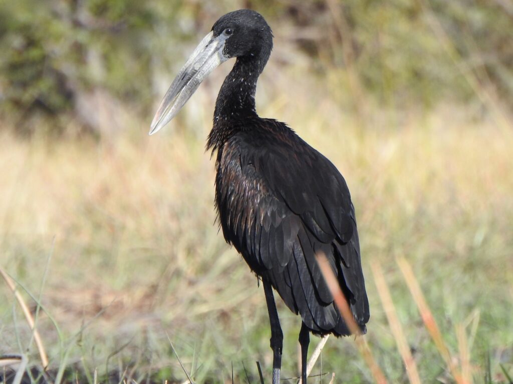 African Openbill