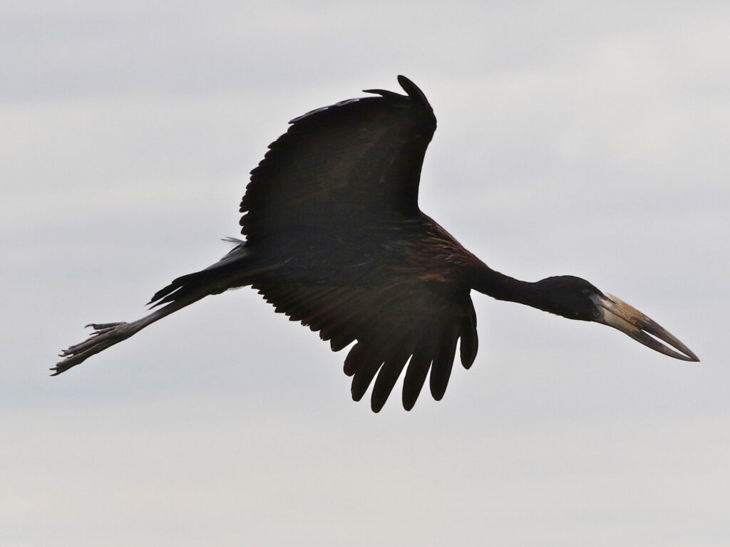African Openbill