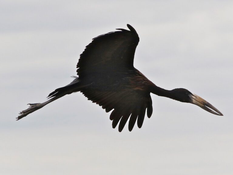 African Openbill