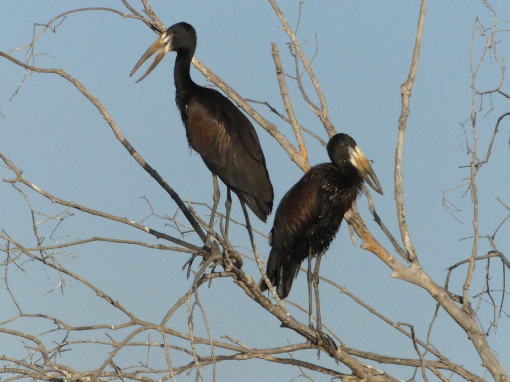 African Openbill