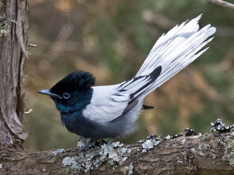 African Paradise-Flycatcher