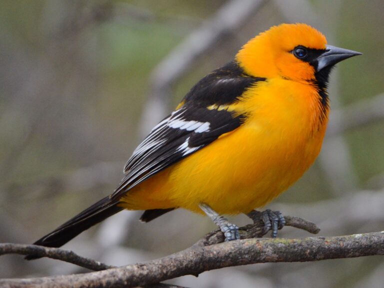 Altamira Oriole