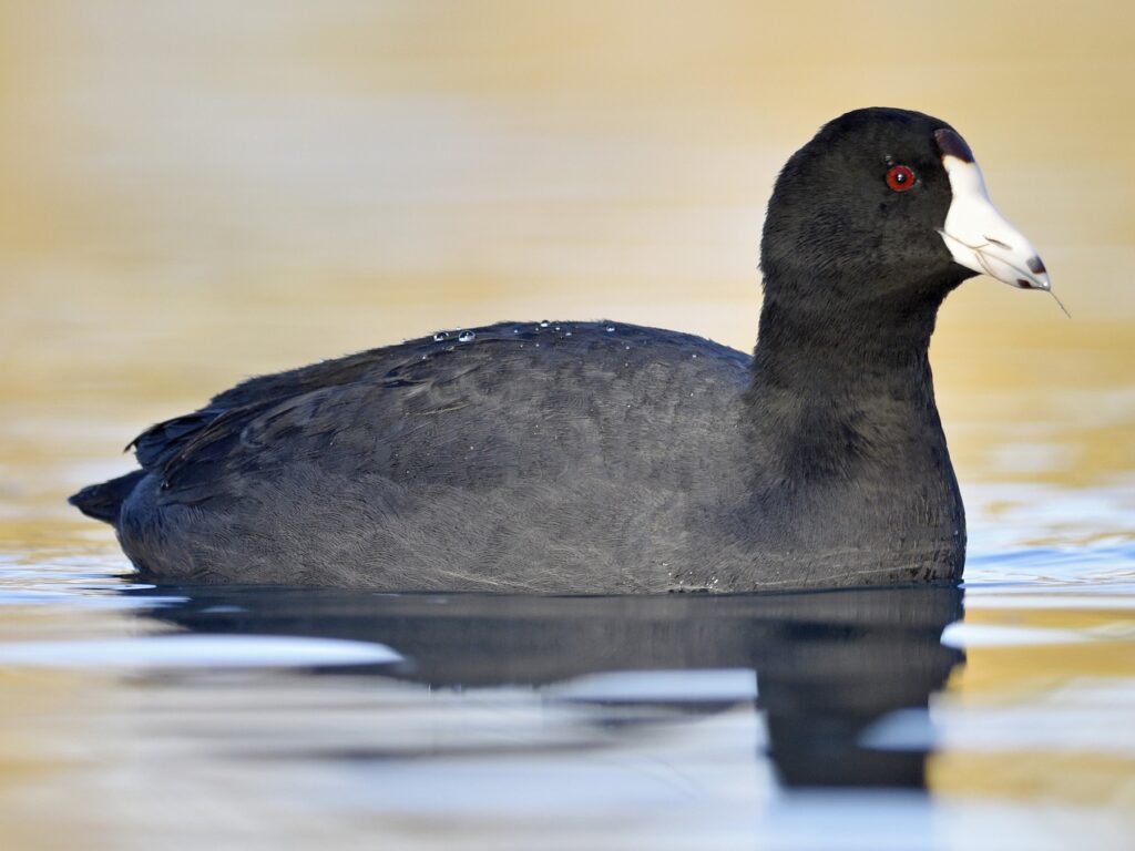American Coot