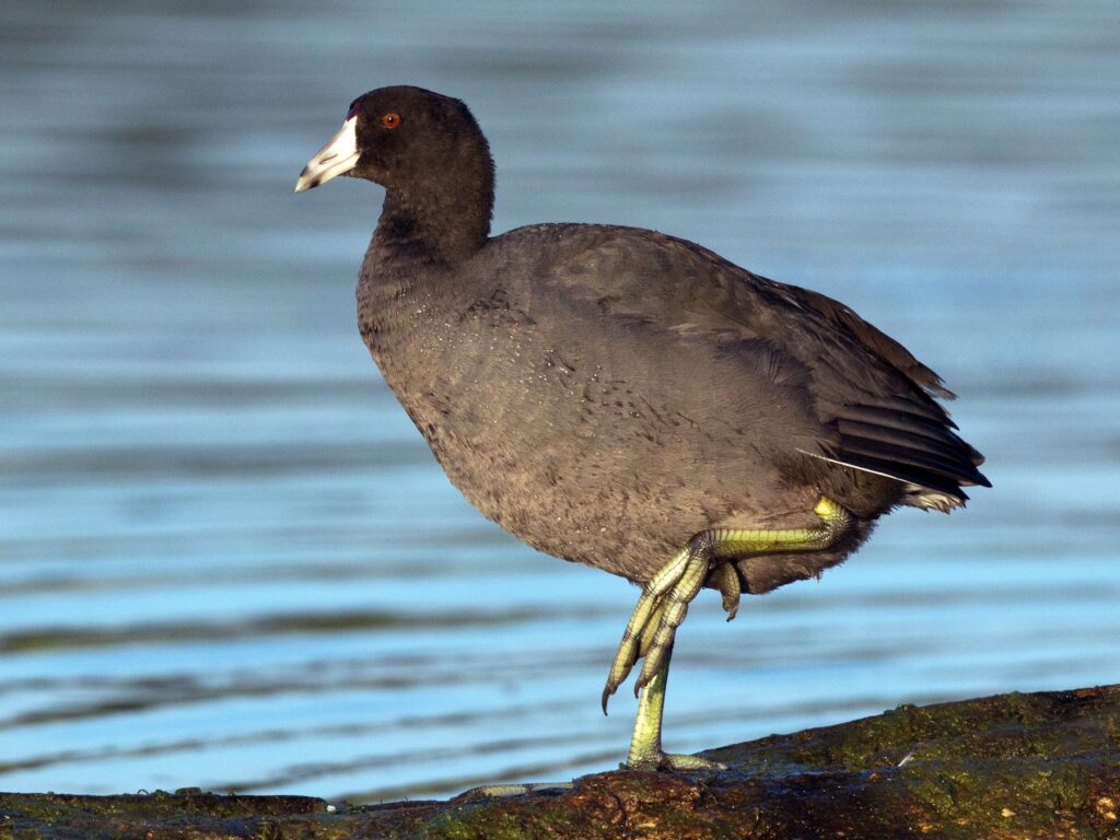 American Coot