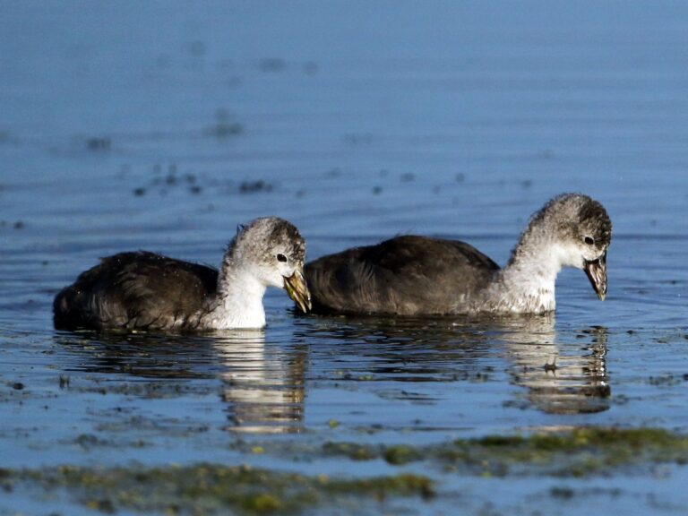 American Coot