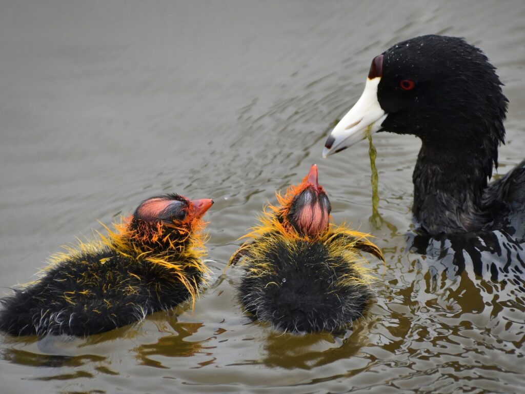 American Coot