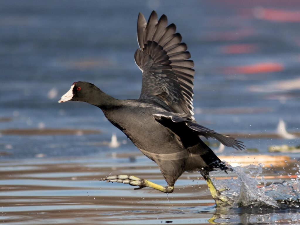 American Coot