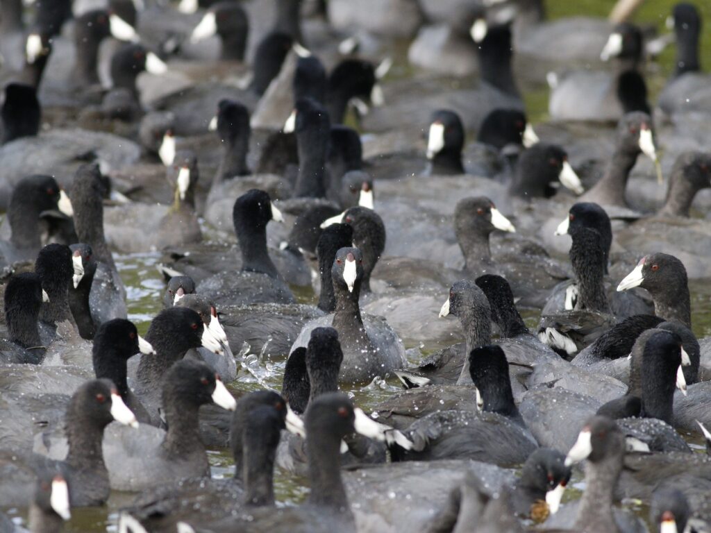 American Coot