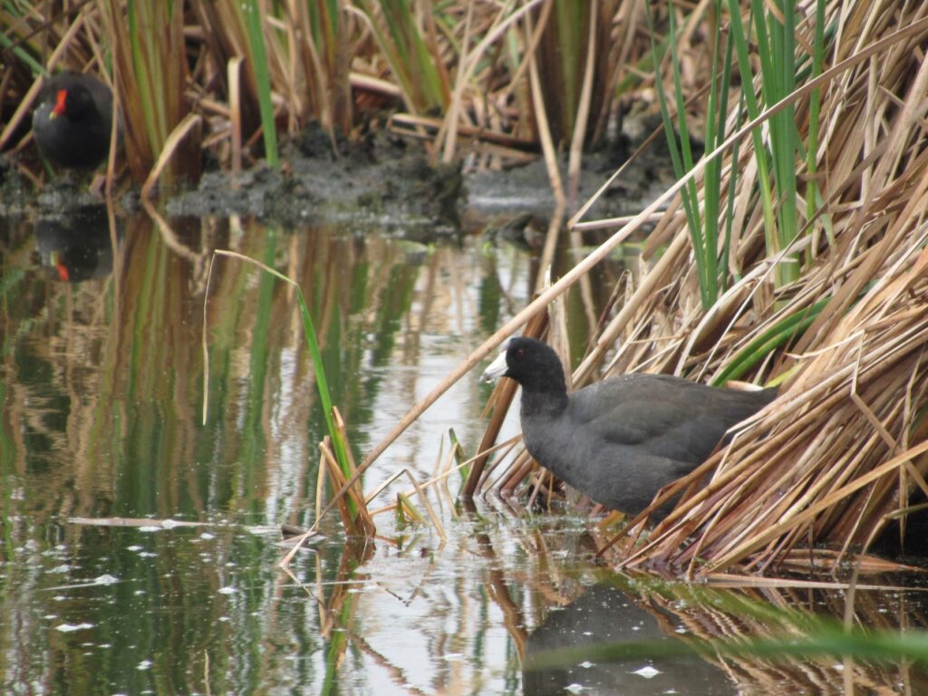 American Coot