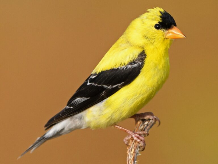American Goldfinch