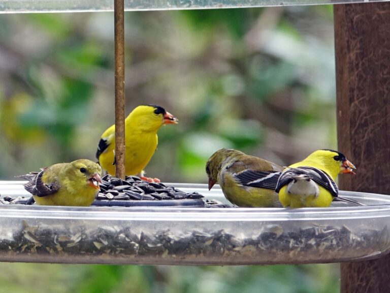 American Goldfinch