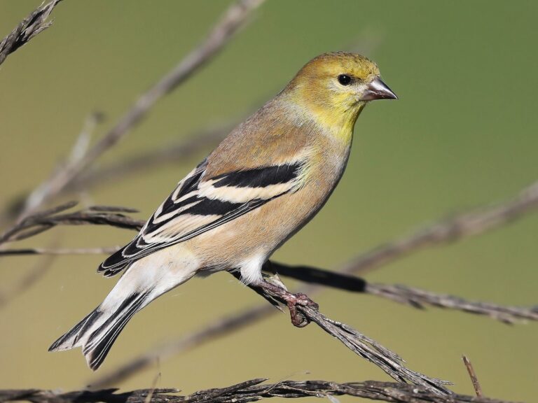 American Goldfinch