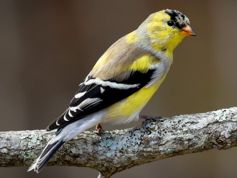 American Goldfinch