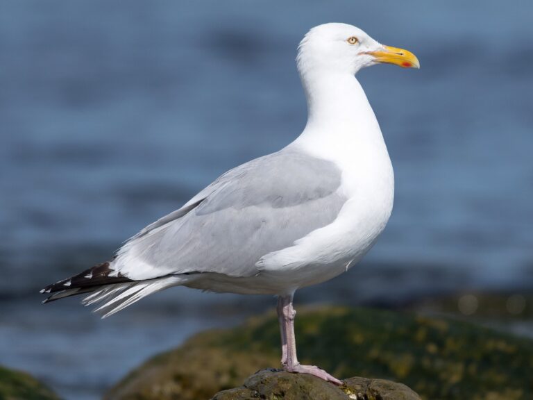 American Herring Gull