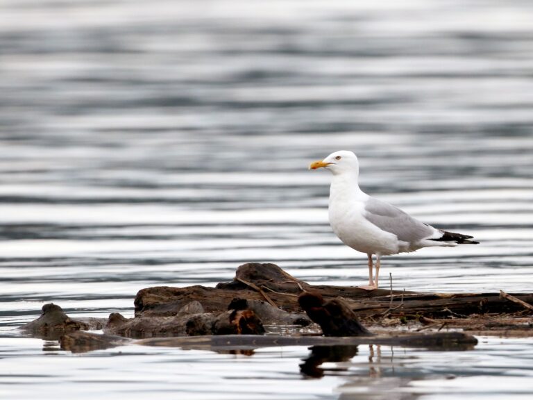 American Herring Gull