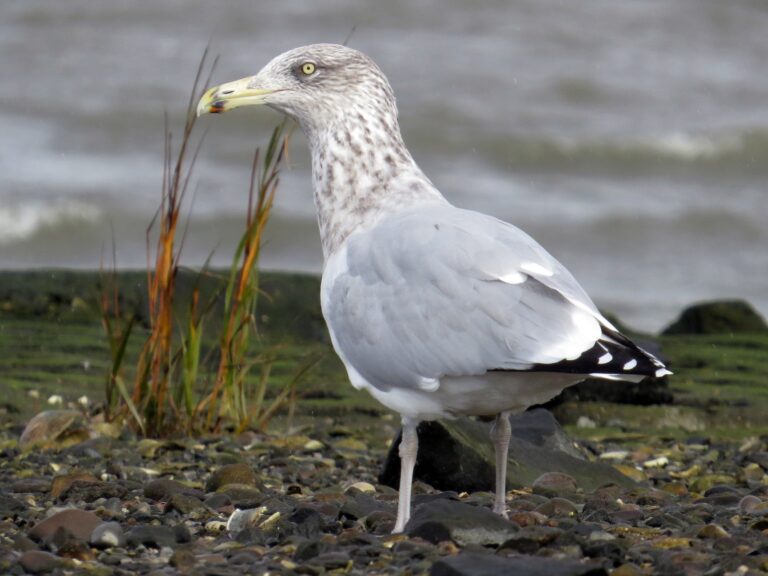 American Herring Gull