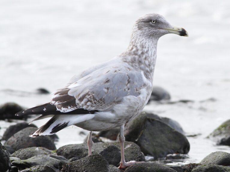 American Herring Gull