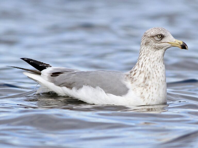American Herring Gull