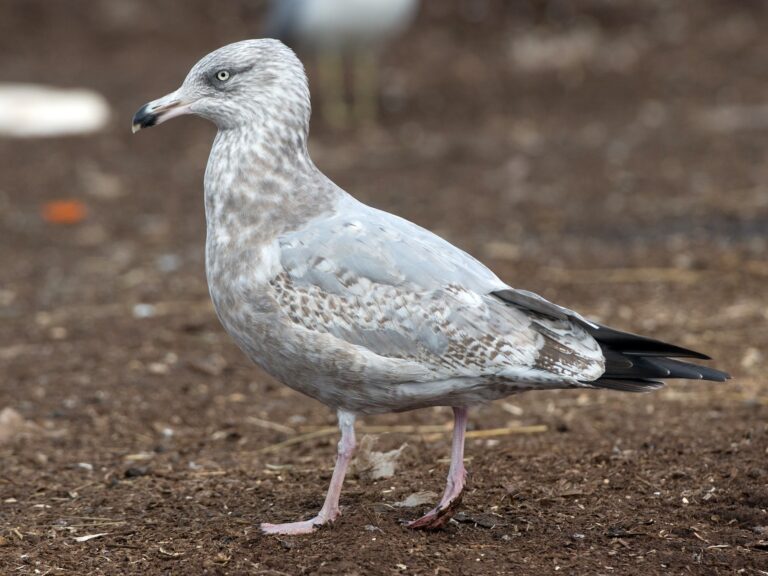 American Herring Gull
