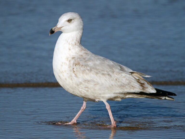 American Herring Gull