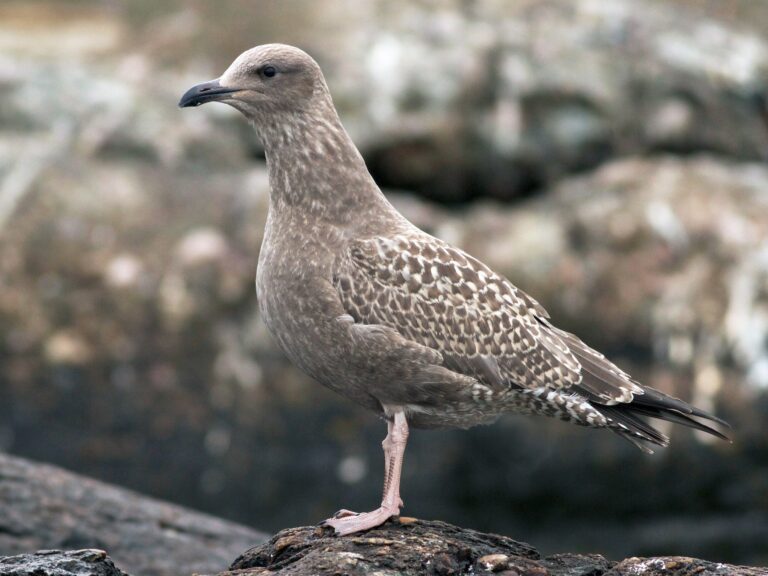 American Herring Gull