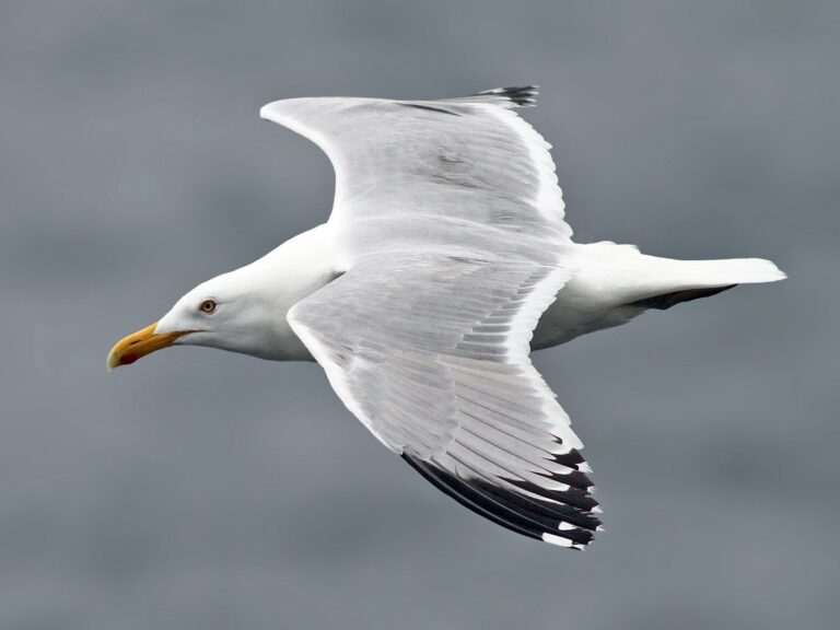 American Herring Gull